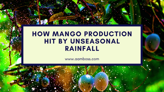 How Mango Production Hit By Unseasonal Rainfall
